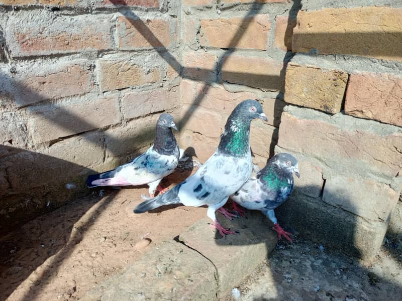 pigeon 7