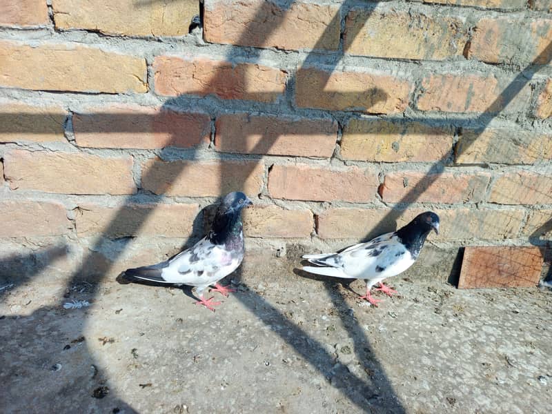 pigeon 8