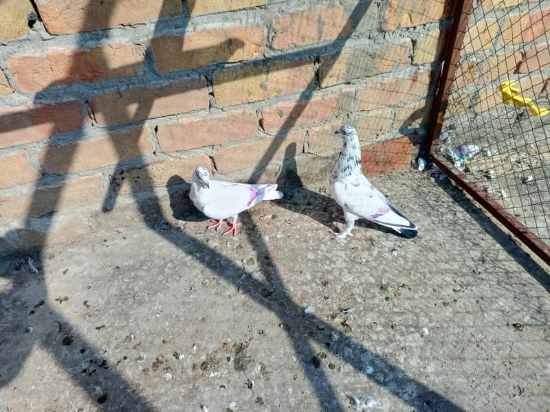 pigeon 9
