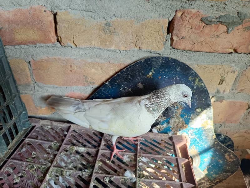 pigeon 10