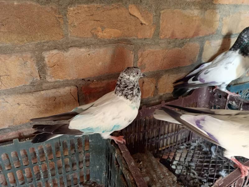 pigeon 11