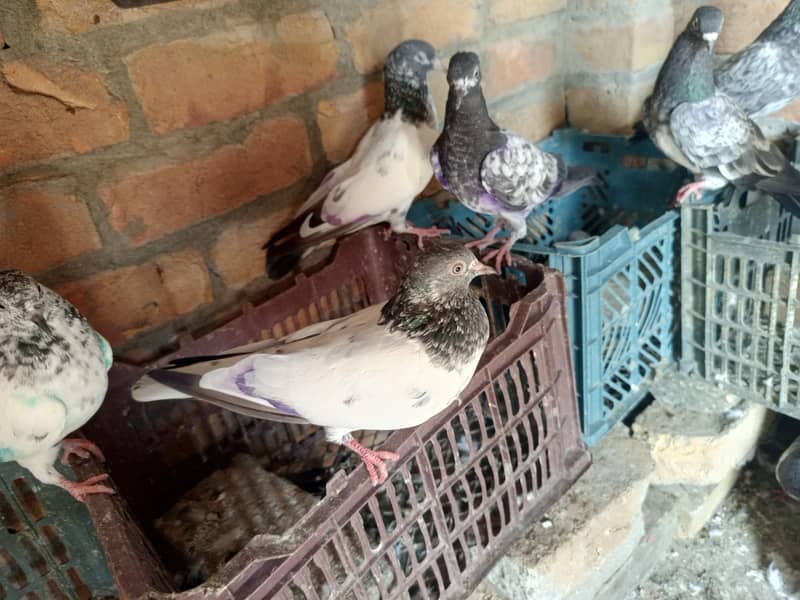 pigeon 13