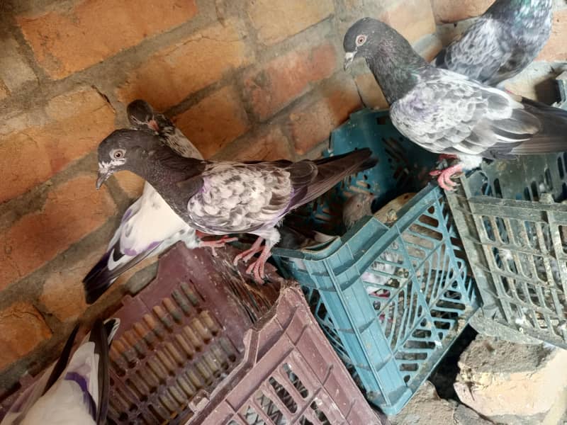 pigeon 14