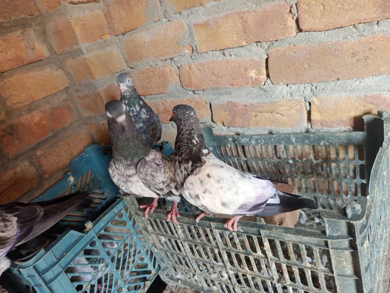 pigeon 15