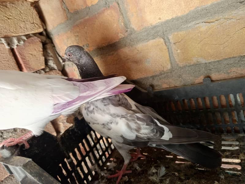 pigeon 16