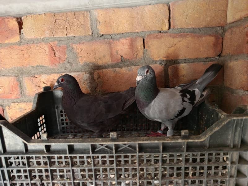 pigeon 17