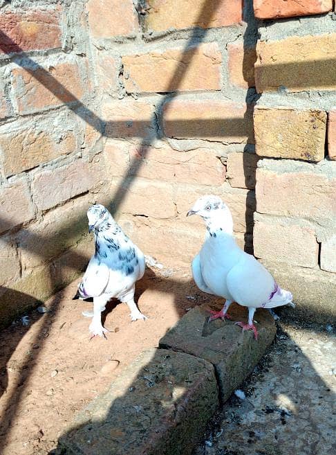 pigeon 18