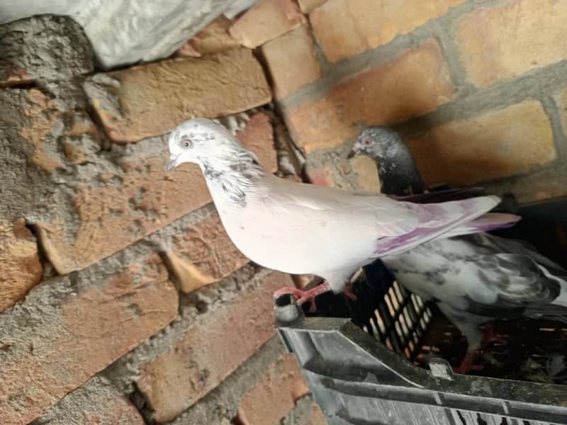 pigeon 19