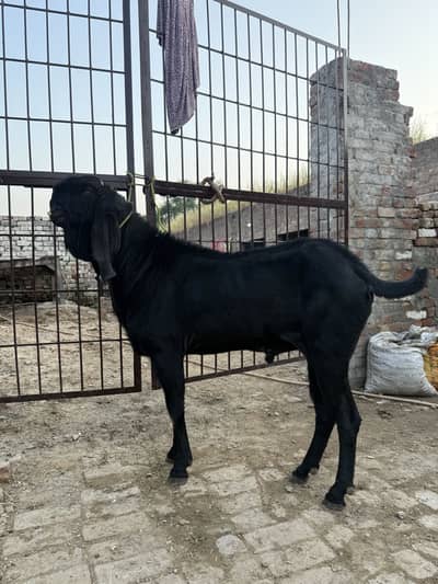 Black Nagra Bakra Breeder