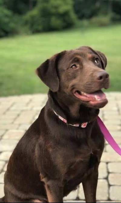 chocolate Labrador female for sale