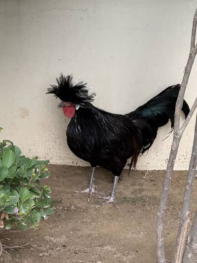 Black Polish White Crested Male | 7 Months | Heritage Fancy Rooster