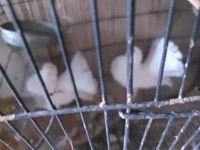 3 pair lakky pure white full breeder bachy bhi deye hn. 0321.948629. 4