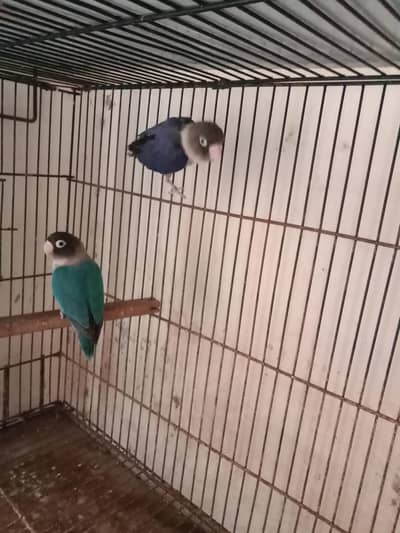 lovebirds pair . contact number 03330031118