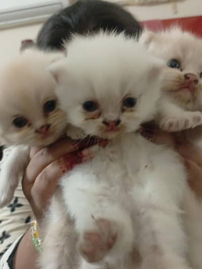 urgent sale