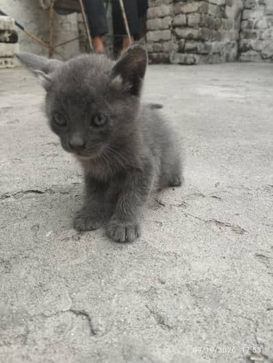 Cute cats for sale gifted from relatives.