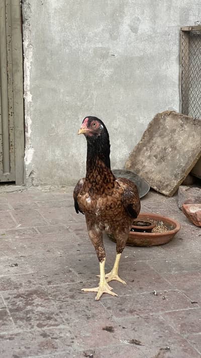 Pure desi hen | Pure Desi Murgi Kurak bhe hoti hai