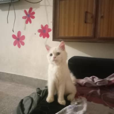 person cats