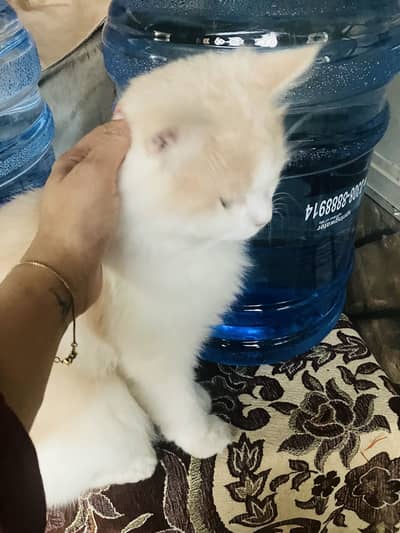 Beautiful Cream & White Persian male Cat for Sale
