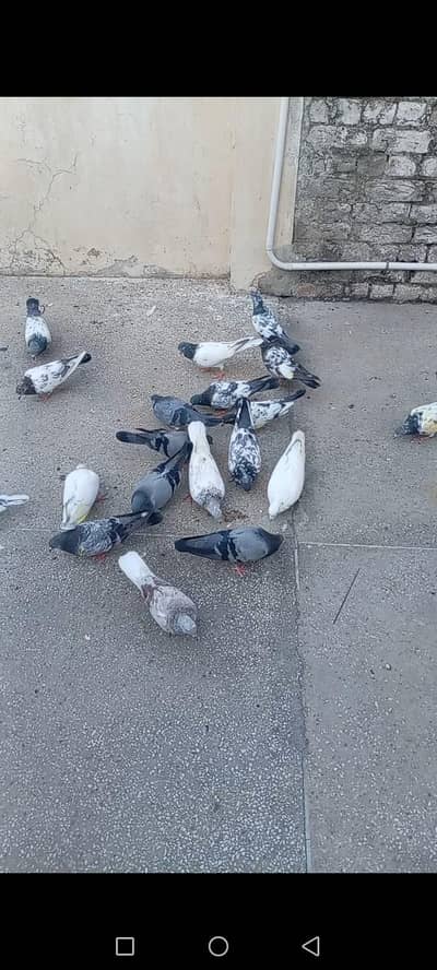 high quality pigeon