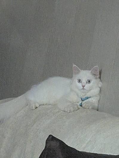 white Persian cat for sale