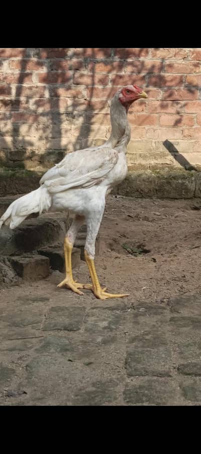 White shamo chicks | patha | pathi | breeder male
