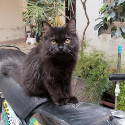 Persian kitten for Sale