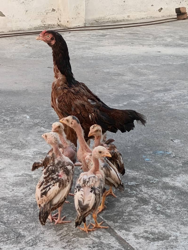 Aseel  chicks 0