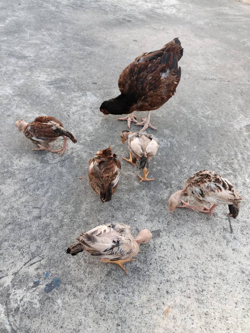 Aseel  chicks 1