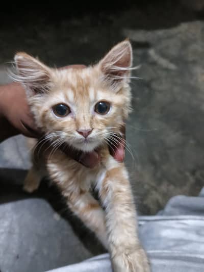 Persian
