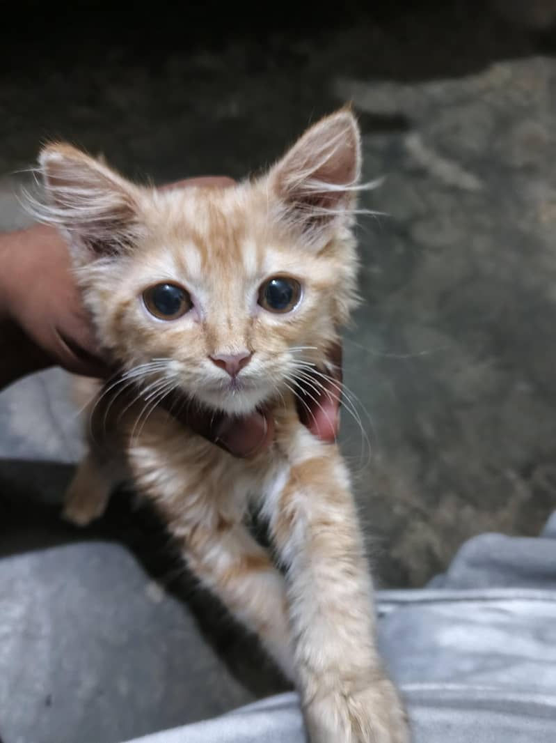 Persian 0