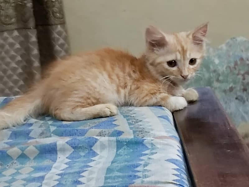 Persian 1