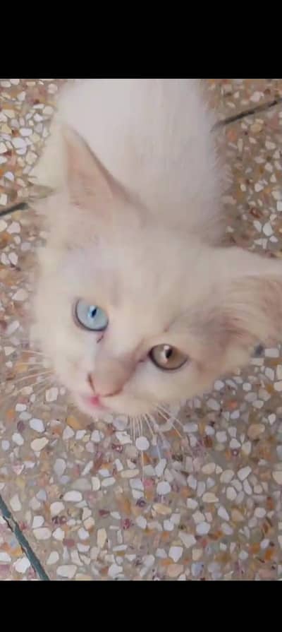 perishian cat available watsap number03245738821