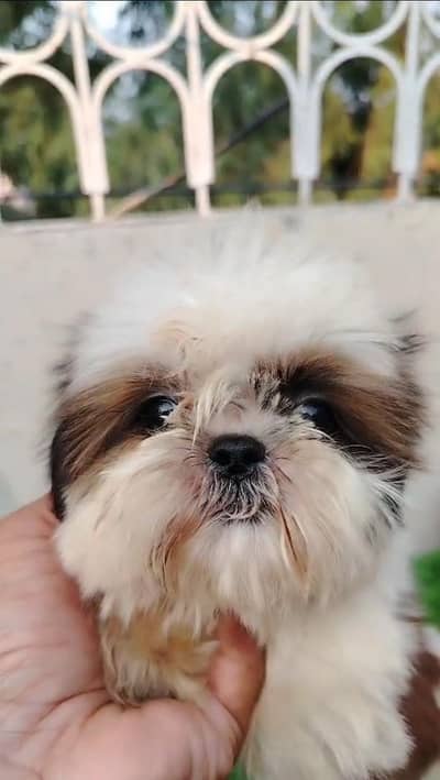 Shitzu female puppy