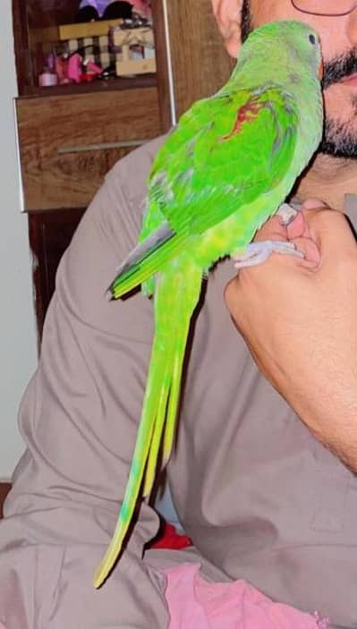 Ra parrot