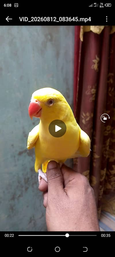 Yellow ring neck talking headteam