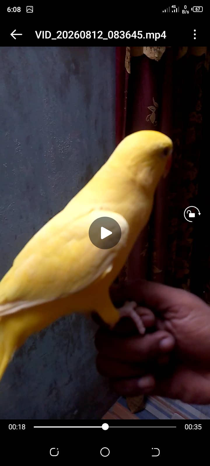 Yellow ring neck talking headteam 1