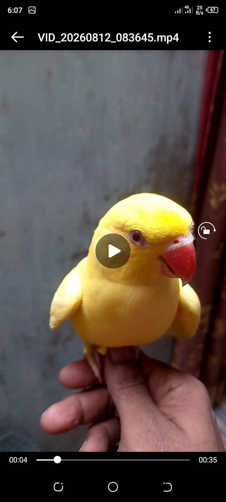 Yellow ring neck talking headteam 2