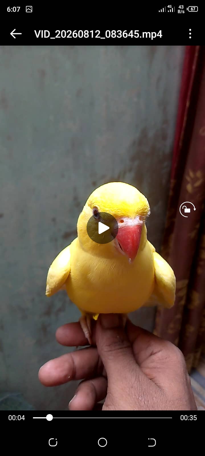 Yellow ring neck talking headteam 3