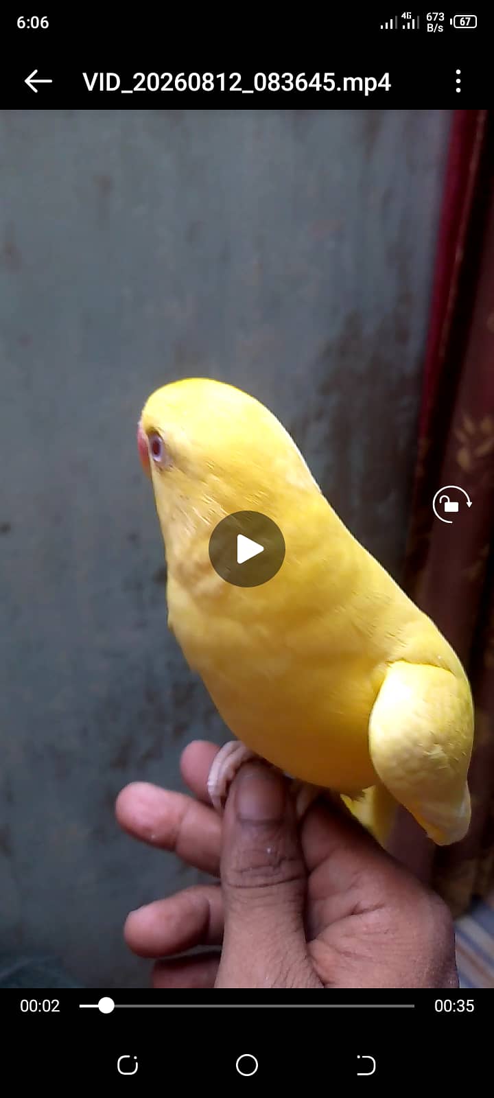 Yellow ring neck talking headteam 4