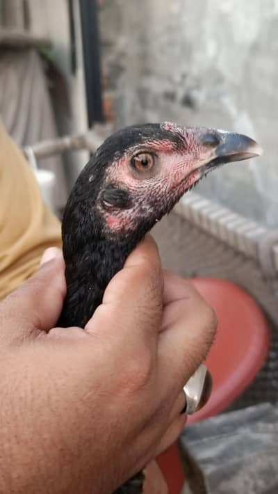 Pure Thai and Burmi cross Aseel Hen Pathi