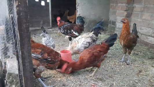 Desi murga for sale
