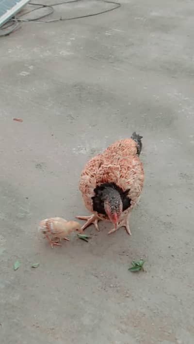 Aseel hens