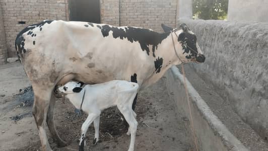 Freezen mix cow for sale