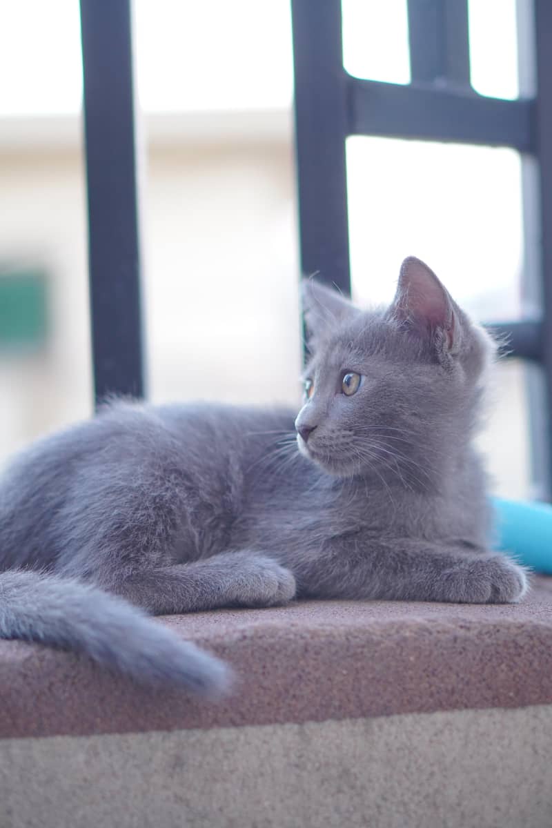 Russian Kittens 0