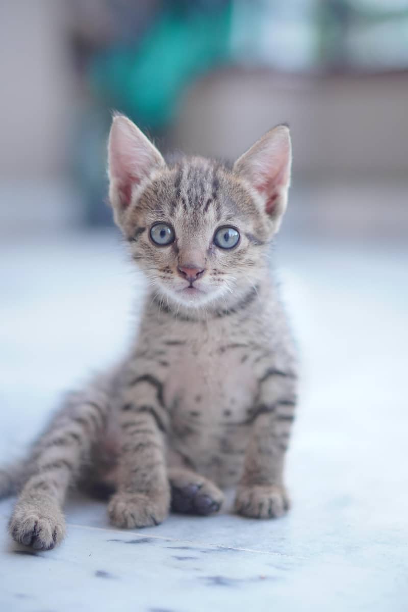 Russian Kittens 1