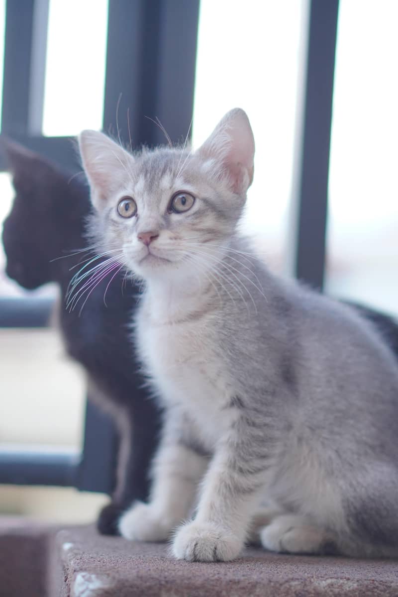 Russian Kittens 2