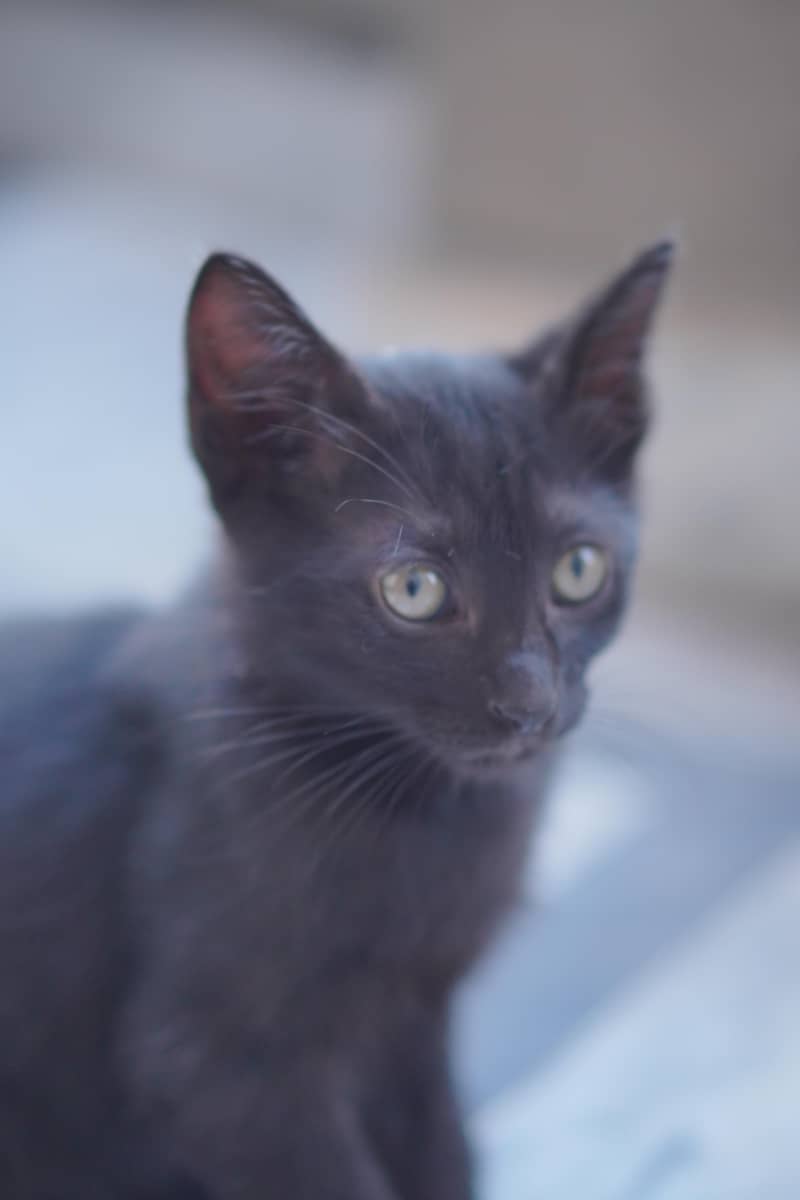 Russian Kittens 3