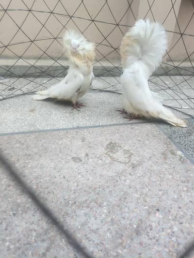 Top Quality Jacobin Pigeons Pair & Breeders - Fancy Jacobin Pigeons