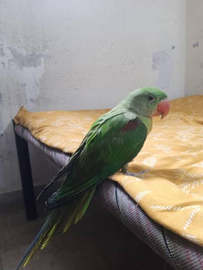 raw parrot