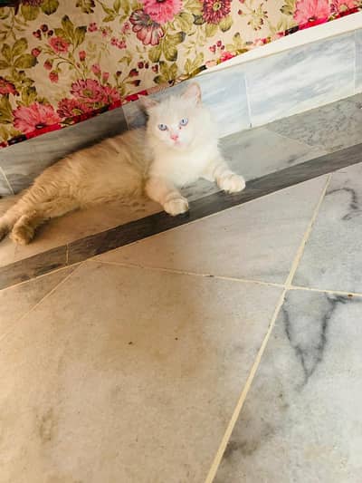 breeder female cat